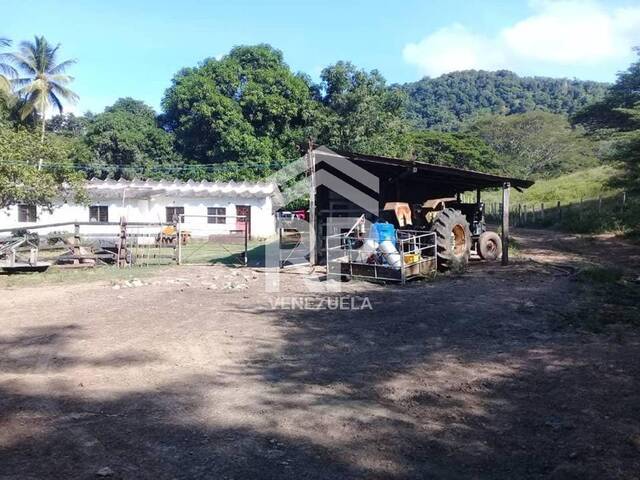 #SGF-009 - Finca para Venta en Punto Fijo - I