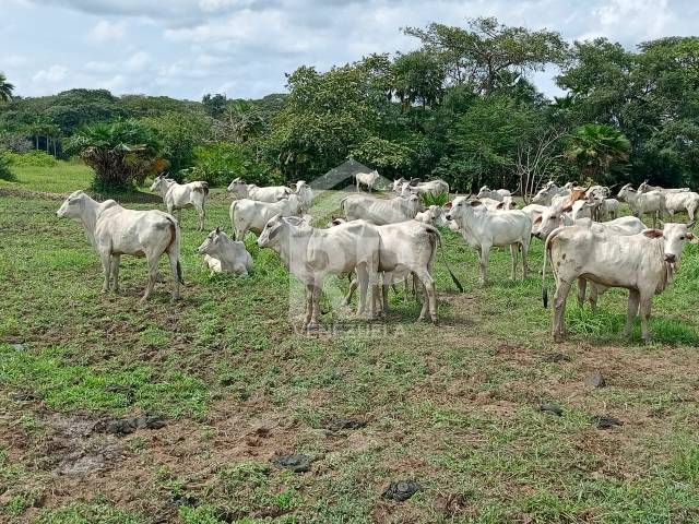 Finca para Venta en El Baúl - 2