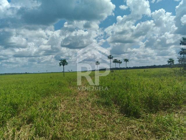 Finca para Venta en El Baúl - 5