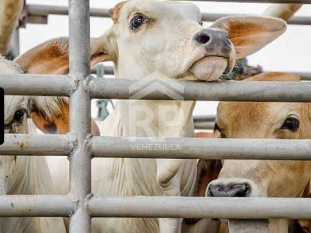 #SME-027 - Empresa para Venta en Barquisimeto - K