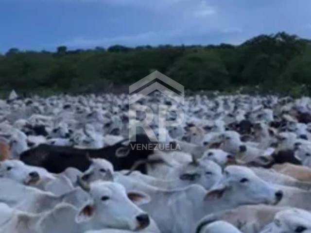 Industrial para Venta en Calabozo - 4