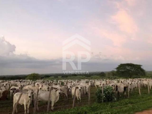 #SMF-003 - Industrial para Venta en Calabozo - J