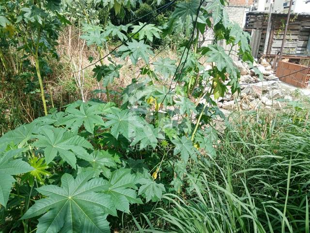 Área para Venta en La Guaira - 4