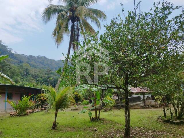 Granja Finca para Venta en San Cristóbal - 4