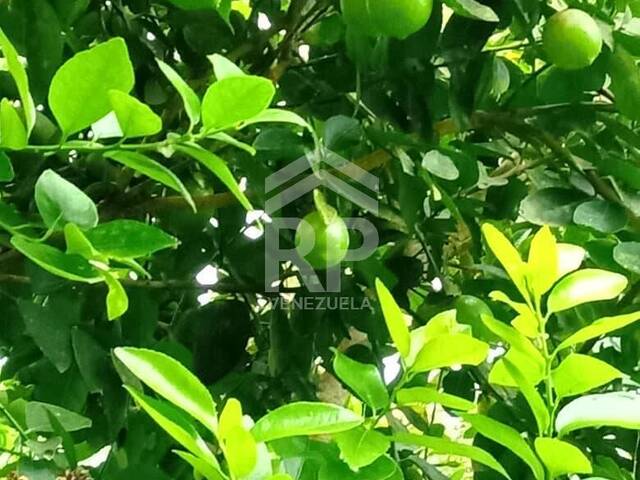 Área para Venta en Barquisimeto - 5