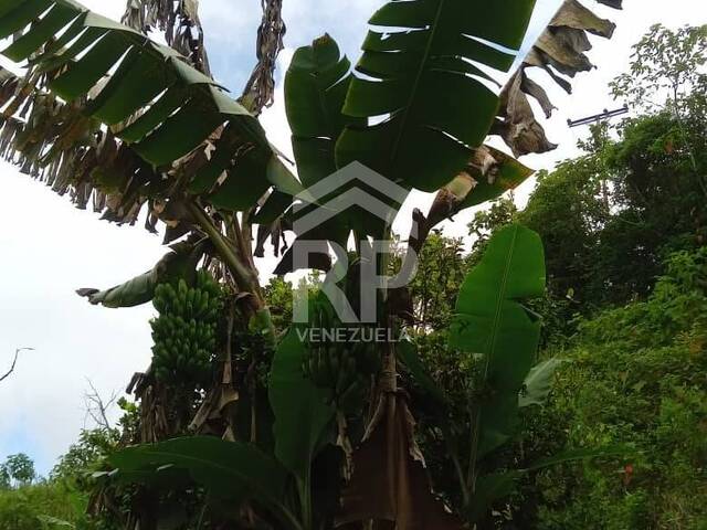 Área para Venta en Barquisimeto - 4